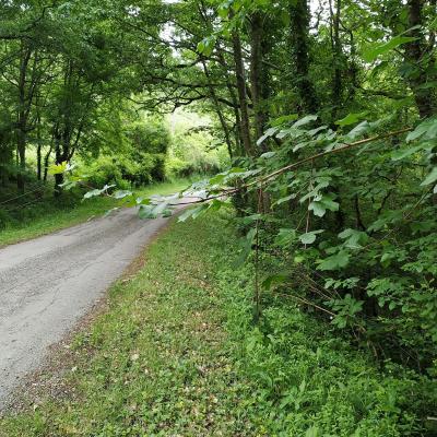 Forêt gérée française